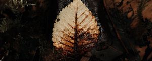 Preview wallpaper leaf, dry, macro, autumn, foliage