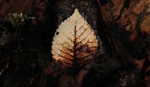 Preview wallpaper leaf, dry, macro, autumn, foliage