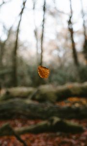 Preview wallpaper leaf, dry, macro