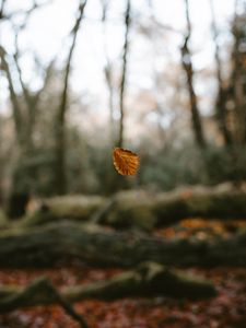 Preview wallpaper leaf, dry, macro