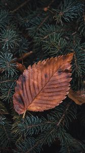 Preview wallpaper leaf, dry, macro, pine, branch