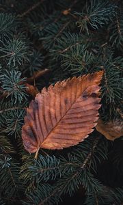 Preview wallpaper leaf, dry, macro, pine, branch