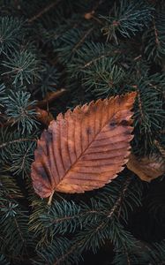 Preview wallpaper leaf, dry, macro, pine, branch