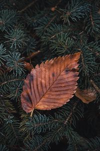 Preview wallpaper leaf, dry, macro, pine, branch