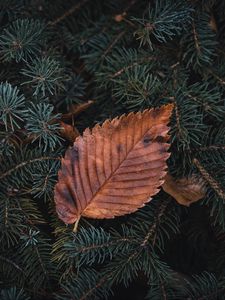 Preview wallpaper leaf, dry, macro, pine, branch