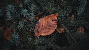 Preview wallpaper leaf, dry, macro, pine, branch