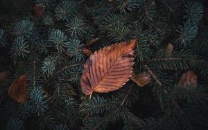 Preview wallpaper leaf, dry, macro, pine, branch