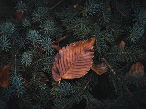 Preview wallpaper leaf, dry, macro, pine, branch