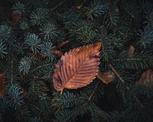 Preview wallpaper leaf, dry, macro, pine, branch