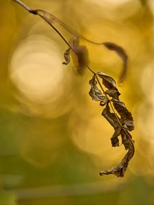 Preview wallpaper leaf, dry, macro, plant