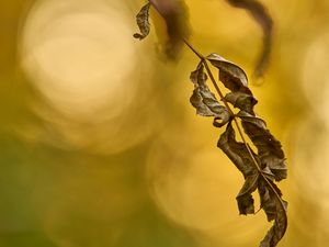 Preview wallpaper leaf, dry, macro, plant