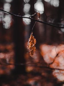 Preview wallpaper leaf, dry, macro, blur