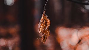 Preview wallpaper leaf, dry, macro, blur