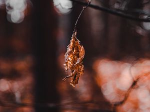 Preview wallpaper leaf, dry, macro, blur