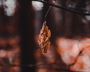 Preview wallpaper leaf, dry, macro, blur