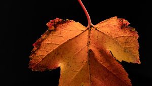 Preview wallpaper leaf, dry, macro, background