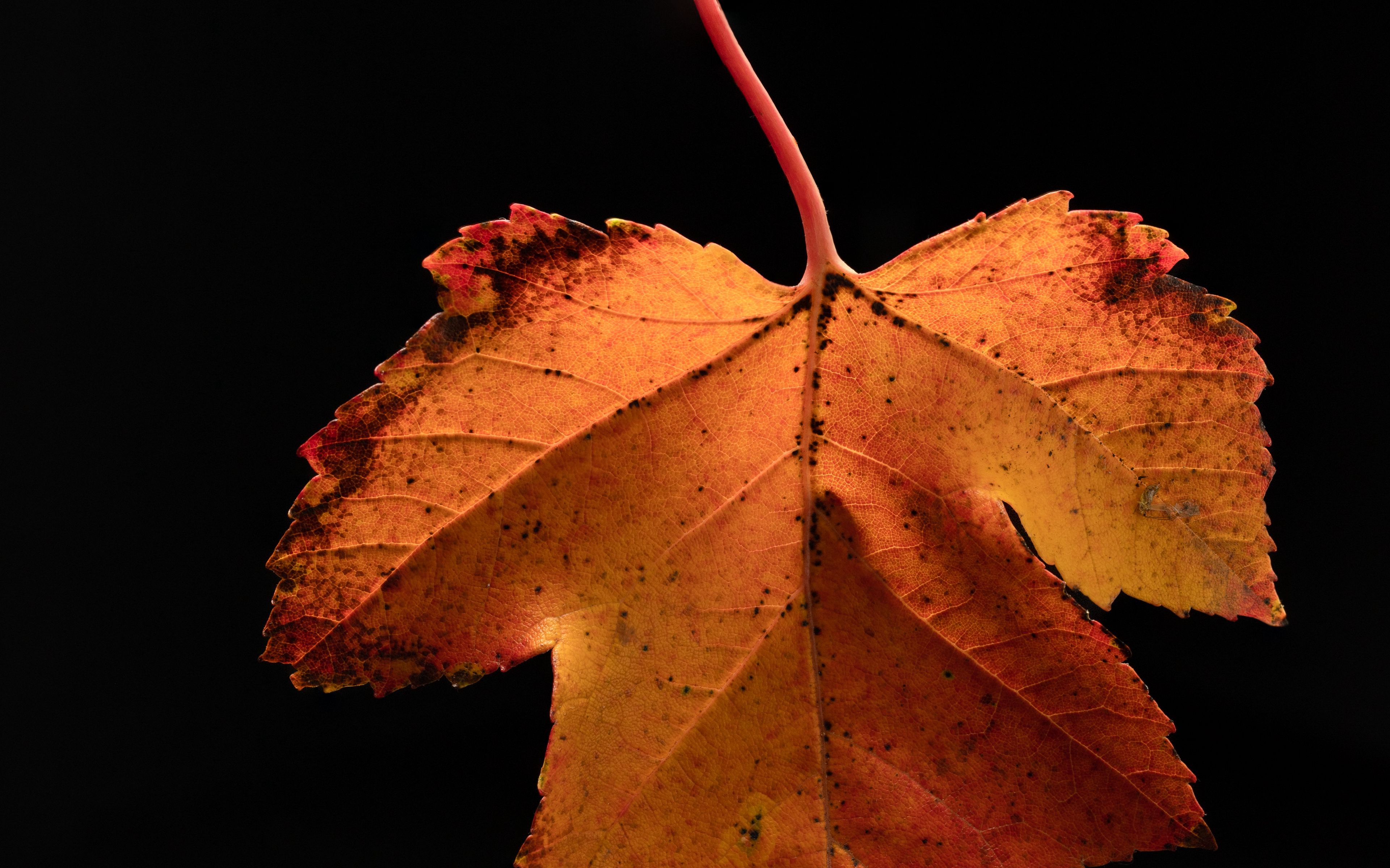 Download wallpaper 3840x2400 leaf, dry, macro, background 4k ultra hd