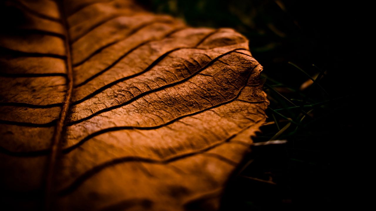 Wallpaper leaf, dry, shade, brown