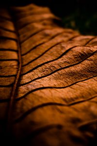 Preview wallpaper leaf, dry, shade, brown