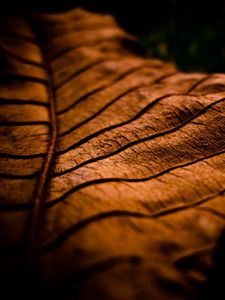 Preview wallpaper leaf, dry, shade, brown