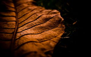 Preview wallpaper leaf, dry, shade, brown