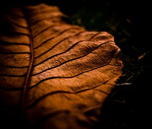 Preview wallpaper leaf, dry, shade, brown