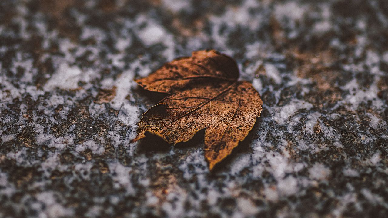 Wallpaper leaf, dry, stone, brown, autumn