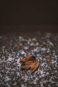 Preview wallpaper leaf, dry, stone, brown, autumn