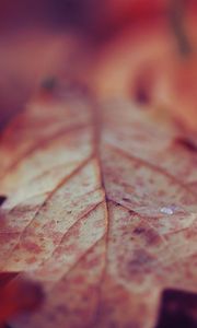 Preview wallpaper leaf, dry, surface, fall