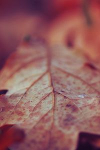 Preview wallpaper leaf, dry, surface, fall