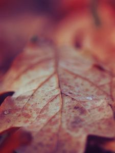 Preview wallpaper leaf, dry, surface, fall