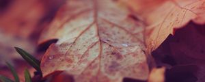 Preview wallpaper leaf, dry, surface, fall