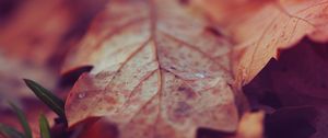 Preview wallpaper leaf, dry, surface, fall