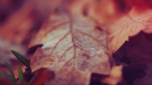 Preview wallpaper leaf, dry, surface, fall