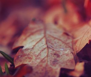 Preview wallpaper leaf, dry, surface, fall