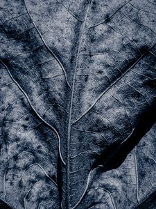 Preview wallpaper leaf, dry, veins, macro, grey