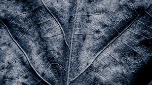 Preview wallpaper leaf, dry, veins, macro, grey