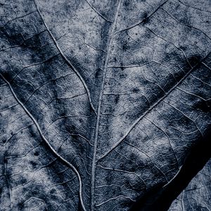 Preview wallpaper leaf, dry, veins, macro, grey