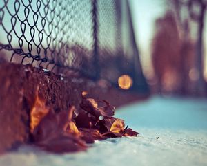 Preview wallpaper leaf, dry, winter, snow, grid