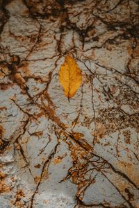 Preview wallpaper leaf, dry, yellow, autumn, stone