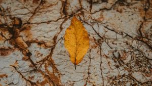 Preview wallpaper leaf, dry, yellow, autumn, stone