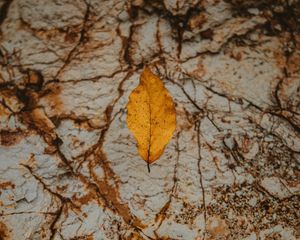 Preview wallpaper leaf, dry, yellow, autumn, stone