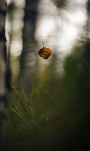 Preview wallpaper leaf, fall, autumn, macro