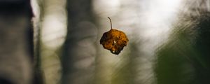 Preview wallpaper leaf, fall, autumn, macro