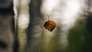 Preview wallpaper leaf, fall, autumn, macro