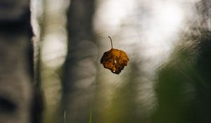 Preview wallpaper leaf, fall, autumn, macro