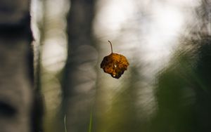 Preview wallpaper leaf, fall, autumn, macro