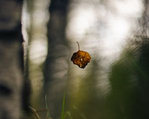 Preview wallpaper leaf, fall, autumn, macro