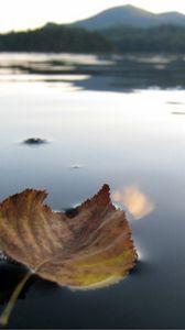 Preview wallpaper leaf, fall, dried, water, swim