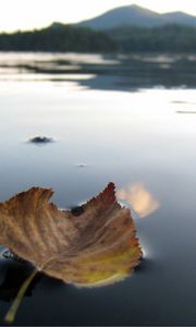 Preview wallpaper leaf, fall, dried, water, swim